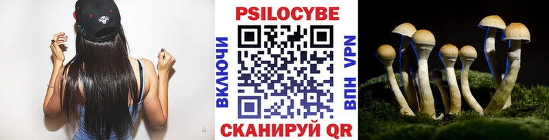 где найти наркотики  Красновишерск  Галлюциногенные грибы Psilocybine cubensis 